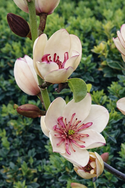 Магнолія левіфолія Вайт Кавіар|Magnolia laevifolia `White Caviar`|Магнолия левифолия Вайт Кавиар